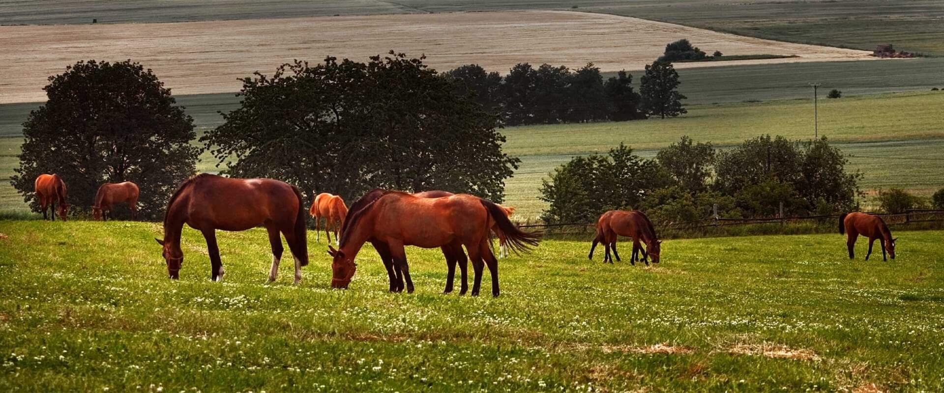 Equine Slider