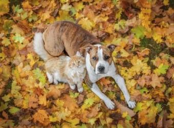 Toxic Autumn Foods for Pets