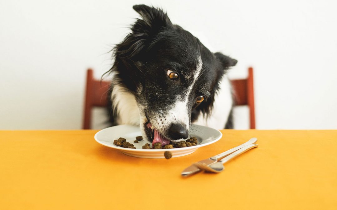 Understanding your dog’s nutritional requirements